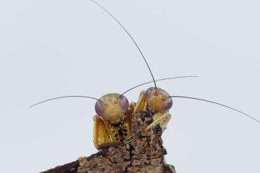 Insekten kaufen und verkaufen Foto: Verschiedene Gottesanbeterinen/Mantiden/Mantis/Mantodea 