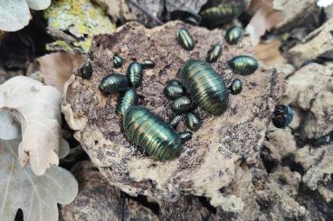 Insekten kaufen und verkaufen Foto: Schaben/Pseudoglomeris/Eucorydia/Therea