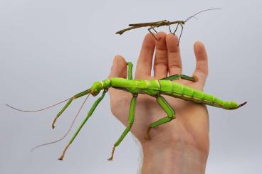 Insekten kaufen und verkaufen Foto: Wandelnde Bohnen/Diapherodes gigantea/Phasmiden/Insekten 