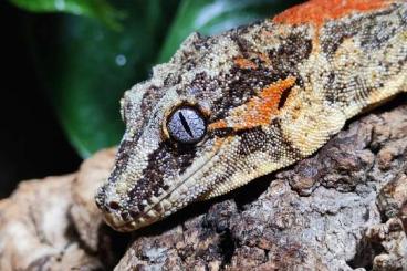 Geckos kaufen und verkaufen Foto: Höckerkopfgecko/Rhacodactylus auriculatus orange Striped offspring 