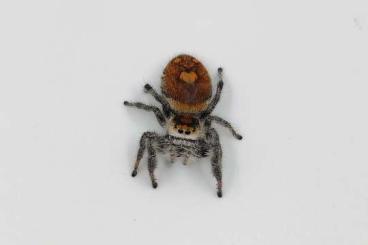 Insekten kaufen und verkaufen Foto: Phidippus regius "Everglades" Amazing jumpingspider