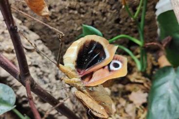 Insekten kaufen und verkaufen Foto: Gottesanbeterinen/Mantis/Deroplatys/Hymenopus/Popa/Sphodromantis/