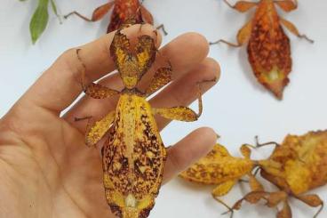 Insekten kaufen und verkaufen Foto: Phasmiden/Phyllium/Gespenstschrecken/Stabschrecken