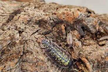 Insekten kaufen und verkaufen Foto: Asseln/Armadillidium/Cubaris/Porcellio/Isopods 