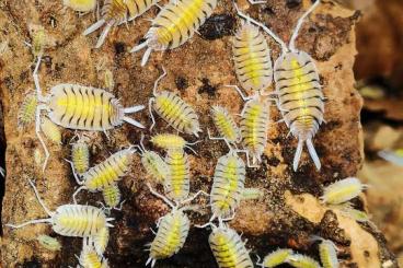 Insekten kaufen und verkaufen Foto: Asseln/Isopods/Armadillidium/Cubaris/Porcellio 