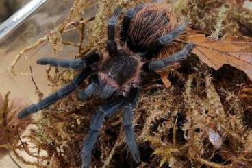 Spinnen und Skorpione kaufen und verkaufen Foto: Vogelspinnen/Wolfspinnen 