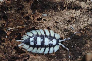 Insects kaufen und verkaufen Photo: Asseln/Armadillidium/Cubaris/Porcellio/Trichorhina 