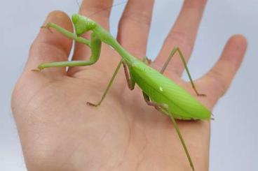 Insects kaufen und verkaufen Photo: Hierodula membranacea bulk L4-6/Indische Riesen-Gottesanbeterin 