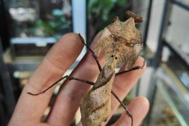 Insekten kaufen und verkaufen Foto: Deroplatys desiccata Paare/Couples/Mantiden 