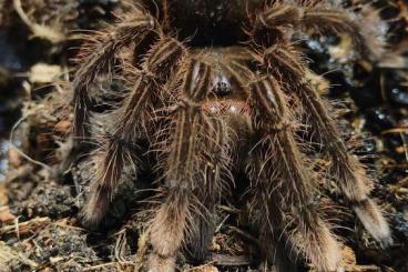 - bird spiders kaufen und verkaufen Photo: Brachypelma/Poecilotheria/Theraphosa