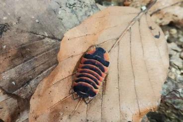 andere Wirbellose kaufen und verkaufen Foto: Verschiedene Zierasseln/Isopods