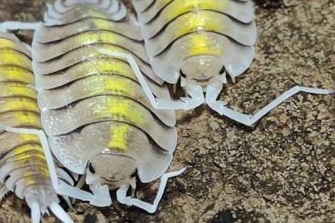 other Arthropoda kaufen und verkaufen Photo: Verschiedene Zierasseln/Isopods other Arthropoda kaufen und verkaufen Photo: Verschiedene Zierasseln/Isopods