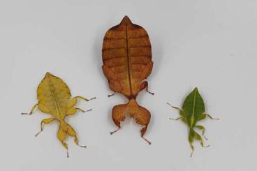 Insekten kaufen und verkaufen Foto: Walkingleafs/Wandelnde Blätter/Phasmiden 