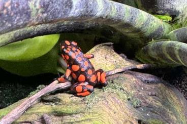 Poison dart frogs kaufen und verkaufen Photo: Oophaga histrionica "Bahia Solano" Nachzuchten Poison dart frogs kaufen und verkaufen Photo: Oophaga histrionica "Bahia Solano" Nachzuchten
