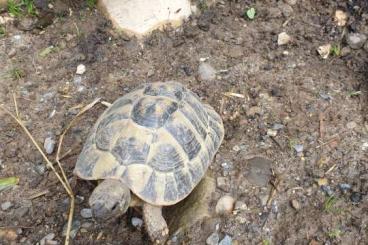 Tortoises kaufen und verkaufen Photo: Griechische Landschildkröte 