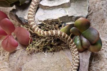 Schlangen kaufen und verkaufen Foto: Heterodon nasicus.Classic Lemon Ghost 