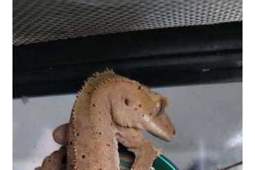 Geckos kaufen und verkaufen Photo: Correlophus ciliatus 1.0 