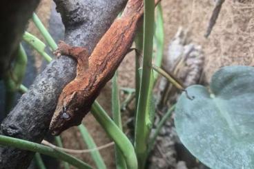 Geckos kaufen und verkaufen Photo: Rhacodactylus auriculatus 0.0.2