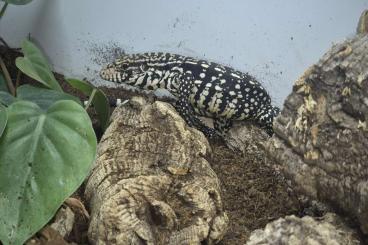 Lizards kaufen und verkaufen Photo: Teju, Salvator merianae 0.0.1 Lizards kaufen und verkaufen Photo: Teju, Salvator merianae 0.0.1