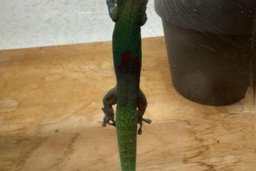 Geckos kaufen und verkaufen Foto: 1.1 Phelsuma laticauda laticauda (blue Line)