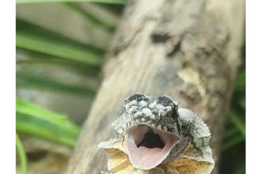 Agama kaufen und verkaufen Photo: Kragenechse / Chlamydosaurus kingii Agama kaufen und verkaufen Photo: Kragenechse / Chlamydosaurus kingii
