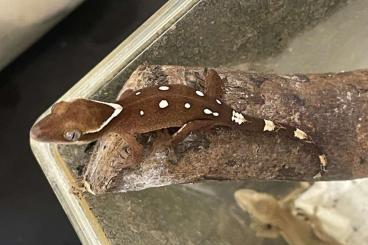 Geckos kaufen und verkaufen Photo: 0,0,2 Correlophus sarasinorum white collared spotted