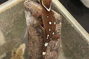 Geckos kaufen und verkaufen Photo: Correlophus sarasinorum white collared spotted 