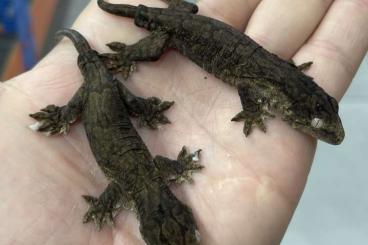 Geckos kaufen und verkaufen Foto: Rhacodactylus leachianus melanistic Mt. Koghis 