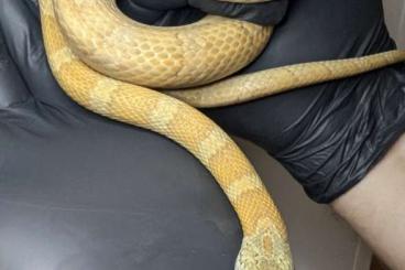 Schlangen kaufen und verkaufen Foto: Kornnatter (Pantherophis guttatus)