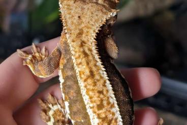 Geckos kaufen und verkaufen Photo: Crested gecko (Correlophus ciliatus)