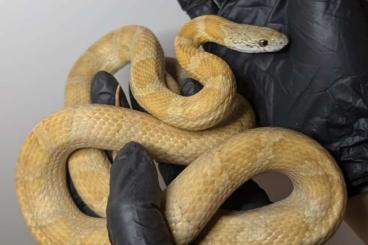 Snakes kaufen und verkaufen Photo: Kornnatter / Pantherophis guttatus