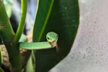 Colubrids kaufen und verkaufen Photo: 1.0 Opheodrys aestivus/ raue Grasnatter