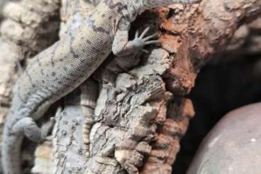 Monitor lizards kaufen und verkaufen Photo: Varanus gilleni / Gillens Zwergwaran 