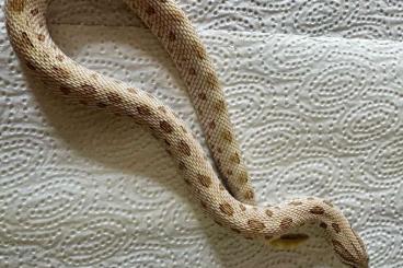 Snakes kaufen und verkaufen Photo: 1.1 Heterodon nasicus / Hakennasennatter Snakes kaufen und verkaufen Photo: 1.1 Heterodon nasicus / Hakennasennatter