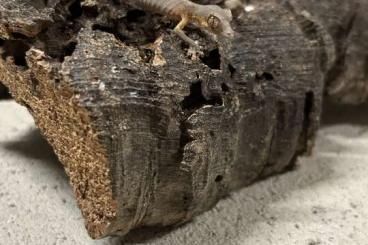 Lizards kaufen und verkaufen Photo: Uroplatus phantasticus nz 25 ab August abzugeben Lizards kaufen und verkaufen Photo: Uroplatus phantasticus nz 25 ab August abzugeben