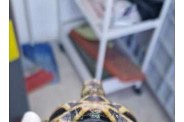Turtles and Tortoises kaufen und verkaufen Photo: Tartarughe esotiche e mediterranee
