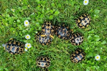Landschildkröten kaufen und verkaufen Foto: 2 Strahlenschildkröten, Astrochelys Radiata NZ 23 "Weibchen? Je 490,--