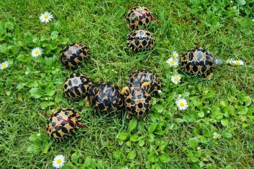 Tortoises kaufen und verkaufen Photo: Strahlenschildkröten, Astrochelys Radiata NZ 23 "Weibchen? Je 490,-- 