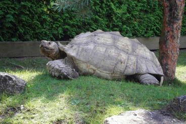 Tortoises kaufen und verkaufen Photo: BabySchildkröten Riesenschildkröten,Spornschildkröten, Nz.07 2024 80,-