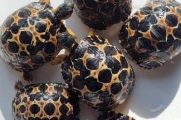 Tortoises kaufen und verkaufen Photo: Astrochelys Radiata Strahlenschildkröten NZ 24 "Weibchen“? Je 490,--