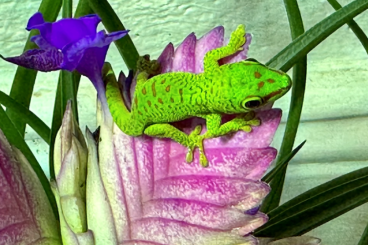 Geckos kaufen und verkaufen Photo: PHELSUMA GRANDIS NZ (großer Madagaskar Taggecko)