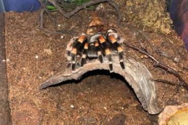 - bird spiders kaufen und verkaufen Photo: Verkaufe/Tausche Vogelspinnen gegen andere 