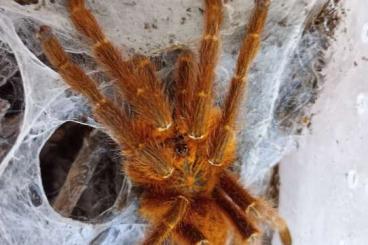 - bird spiders kaufen und verkaufen Photo: 1.0 Pterinochilus murinus RCF