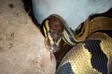 Ball Pythons kaufen und verkaufen Photo: Verkaufe Königin mit terrarium Ball Pythons kaufen und verkaufen Photo: Verkaufe Königin mit terrarium