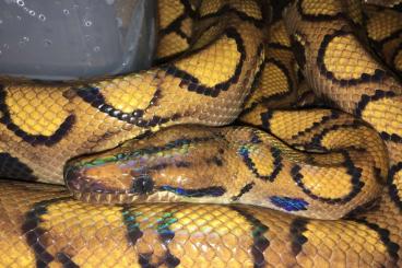 Boas kaufen und verkaufen Foto: LOOKING FOR ANERY EPICRATES CENCHRIA - REGENBOGENBOA