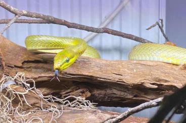 Nattern ungiftige  kaufen und verkaufen Foto: Gonyosoma oxycephalum "grey form", Psammodynastes pulverulentus