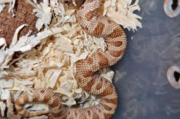 Schlangen kaufen und verkaufen Foto: 0.1 Heterodon Nasicus Phönix Red Conda