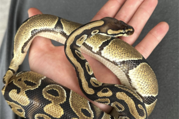 Ball Pythons kaufen und verkaufen Photo: 0.1 100% DH Piebald Lavender