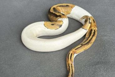 Ball Pythons kaufen und verkaufen Photo: Königspythons Piebald lavender albino