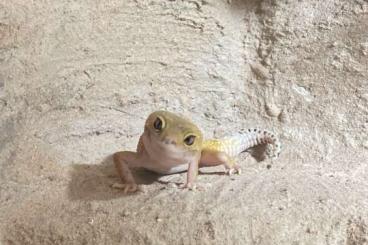 Geckos kaufen und verkaufen Photo: Leopardgeckos suchen ein neues Heim